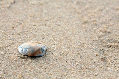 Close-up of seashell on beach