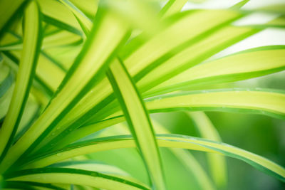 Close-up of palm leaf