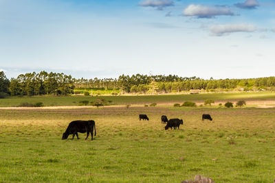 Horses grazing in a field