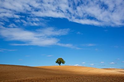 Tree on field against cloudy sky