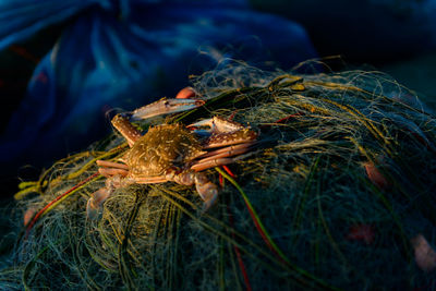 Close-up of crab on net