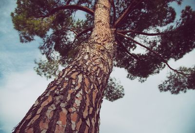 Low angle view of tree trunk against sky