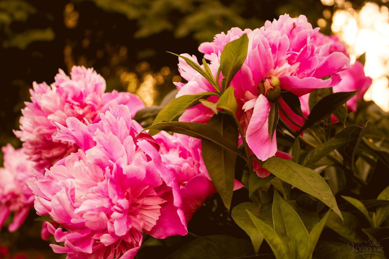 flower, beauty in nature, pink color, petal, growth, fragility, nature, freshness, flower head, no people, plant, outdoors, blooming, close-up, day