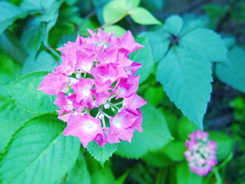 Close-up of pink flowers blooming outdoors