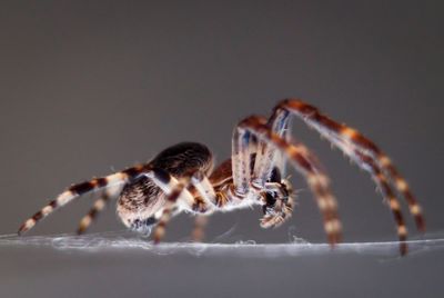 Close-up of spider on web