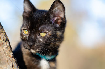 Close-up portrait of a cat