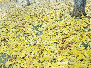 High angle view of yellow flowering plant during rainy season