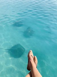 Low section of person in swimming pool