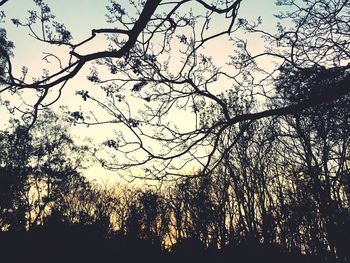 Low angle view of silhouette trees against sky