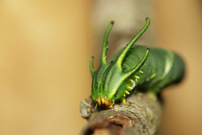 Close-up of caterpillar on wood