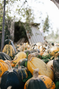 Close-up of pumpkin for sale at market stall