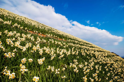 Low angle view of flowering plants on field against sky