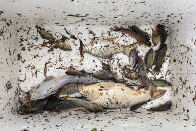 Close-up of dead fish