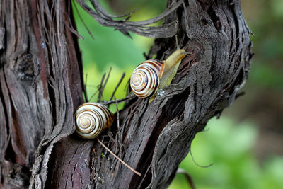 Close-up of snail on tree trunk