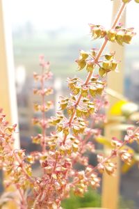 Close-up of flowers blooming on tree