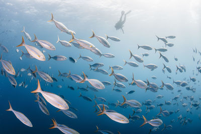 Flock of fish swimming in sea