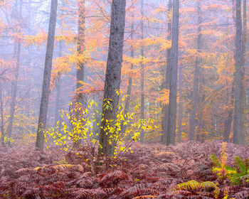 Pine trees in forest during autumn