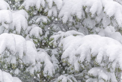 Close-up of snow on field during winter