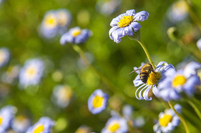 Bee on flower