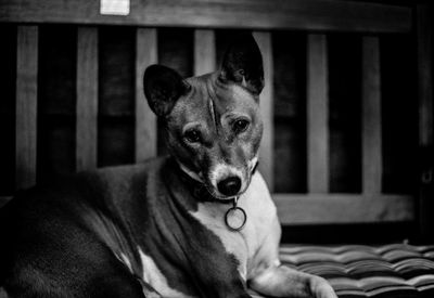 Close-up portrait of dog relaxing on bed at home