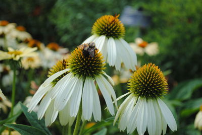 Close-up of white flowering plant