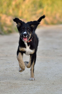 Portrait of dog running