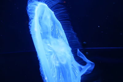 Close-up of jellyfish swimming in sea