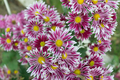 Close-up of pink flowering plants