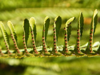 Close-up of fern on field