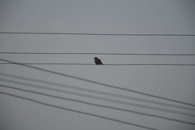 Low angle view of bird perching on power cable against sky