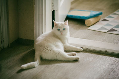White cat lying down indoors