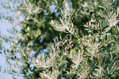 Close-up of plant in tree