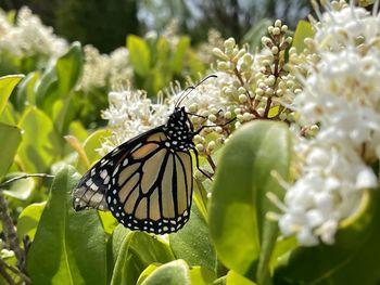 Close-up of butterfly pollinating on flower