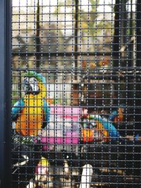 View of birds in cage