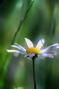 Close-up of white flowering plant