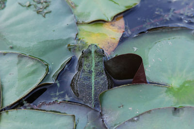 High angle view of leaves in pond