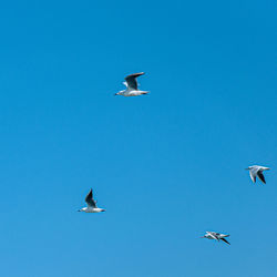 Low angle view of seagulls flying in sky