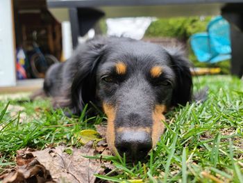 Close-up portrait of a dog