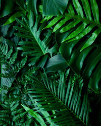 Full frame of green leaves pattern background, nature lush foliage leaf texture , tropical leaf