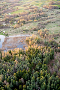 Trees on landscape
