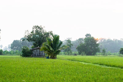 Scenic view of agricultural field against clear sky