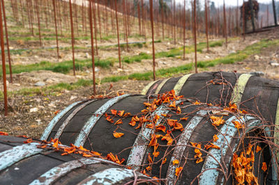 Close-up of rusty chain on field