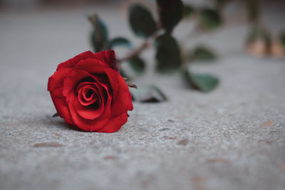 Close-up of red rose on floor