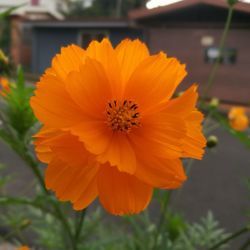 Close-up of orange flower blooming outdoors