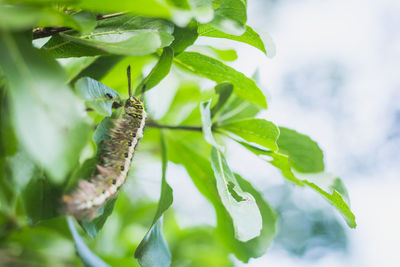 Close-up of insect on leaf