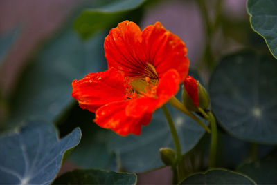 Red vibrant color spring flower, red romantic flower