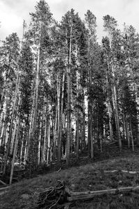 Low angle view of trees in forest against sky