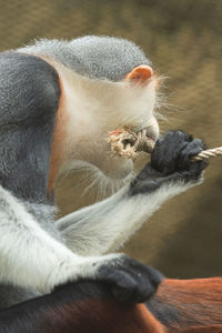 Close-up of monkey looking away