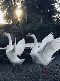 White birds flying over the water
