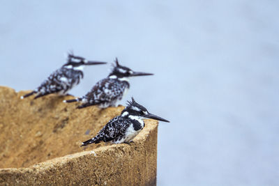 Side view of two birds perching on water